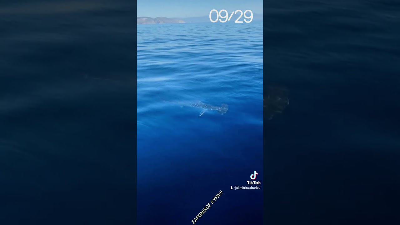 Βίντεο που καταγράφει σφυροκέφαλο καρχαρία στο Σαρωνικό κόλπο image