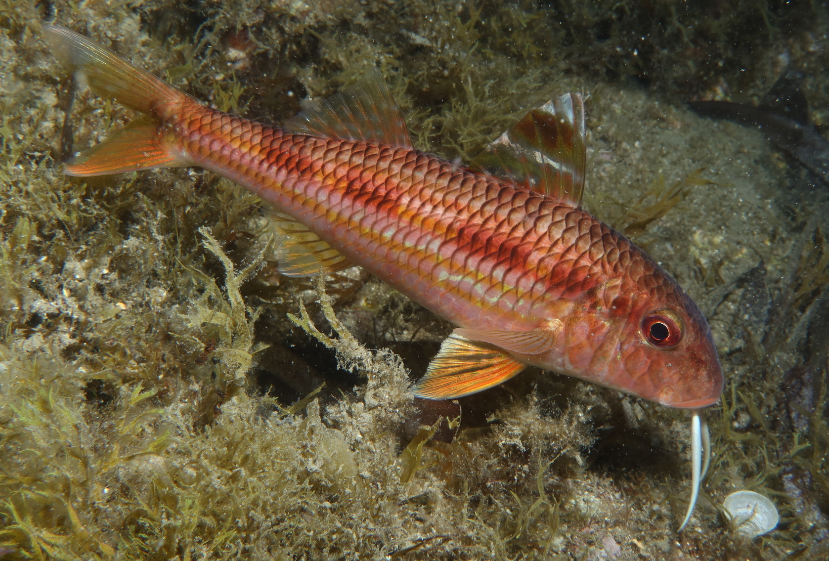 Μπαρμπούνι